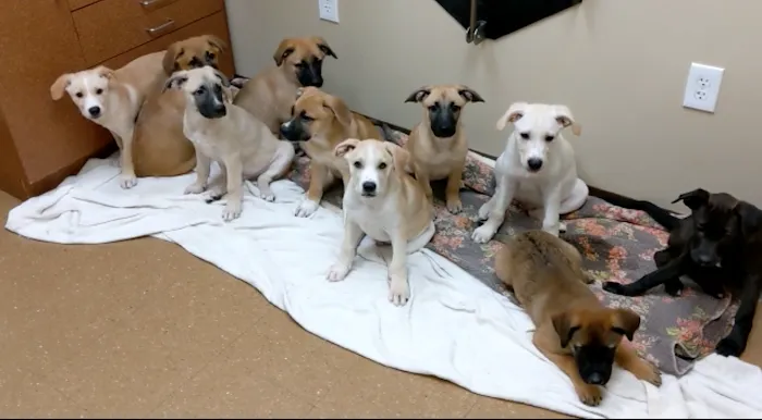 The Village Animal Hospital Picture 8