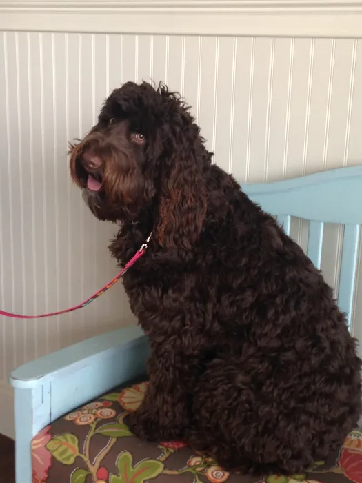 The Village Animal Hospital Picture 10