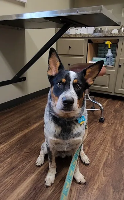 Jones Bridge Animal Hospital Picture 3