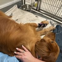 Veterinary Emergency Group ico