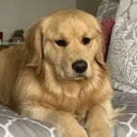Wills Park Vet
