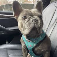 Bridge Park Animal Hospital ico