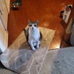 Pet Vet Inc.
