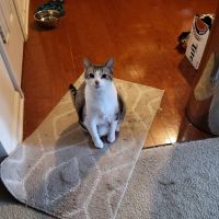 Pet Vet Inc. ico