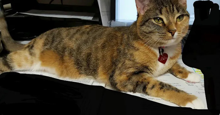 Pet Vet Inc. Picture 6