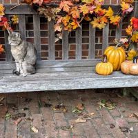 North Forsyth Animal Hospital ico