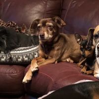 Dawson Forest Animal Hospital ico