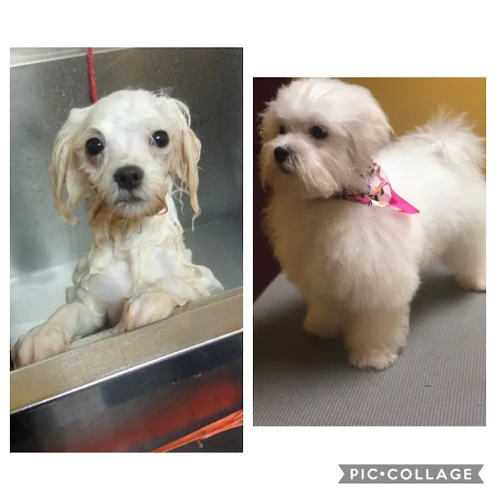 Dawson Forest Animal Hospital Picture 9