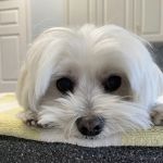 Southport Animal Hospital