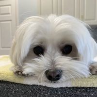 Southport Animal Hospital ico