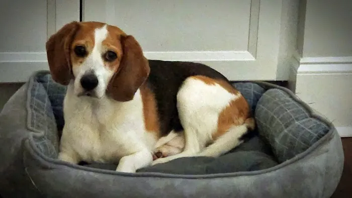 Four Paws Animal Hospital Picture 1