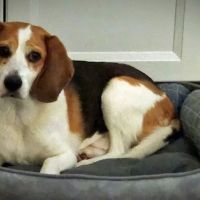 Four Paws Animal Hospital ico