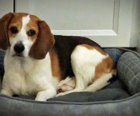 Four Paws Animal Hospital