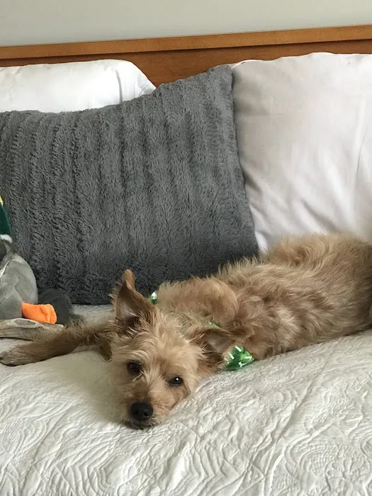 Four Paws Animal Hospital Picture 4