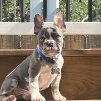 Oak Island Animal Hospital ico