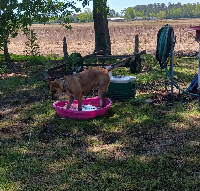 Fix A Friend Spay Neuter Clinic Picture 4
