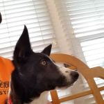 Brunswick Animal Hospital
