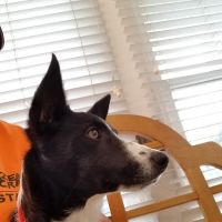 Brunswick Animal Hospital ico