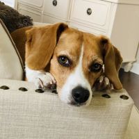 Brunswick Forest Veterinary Hospital ico