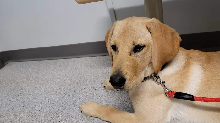 Appalachian Veterinary Hospital Picture 2