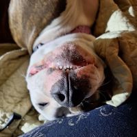 Appalachian Veterinary Hospital ico