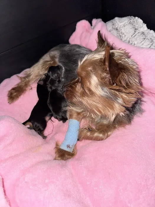 Knoxville Pet Emergency Clinic Picture 1