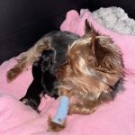 Knoxville Pet Emergency Clinic