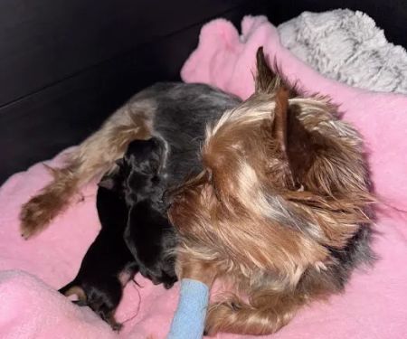Knoxville Pet Emergency Clinic
