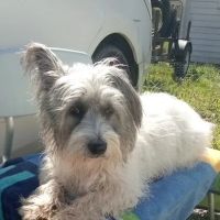 Central Veterinary Hospital ico