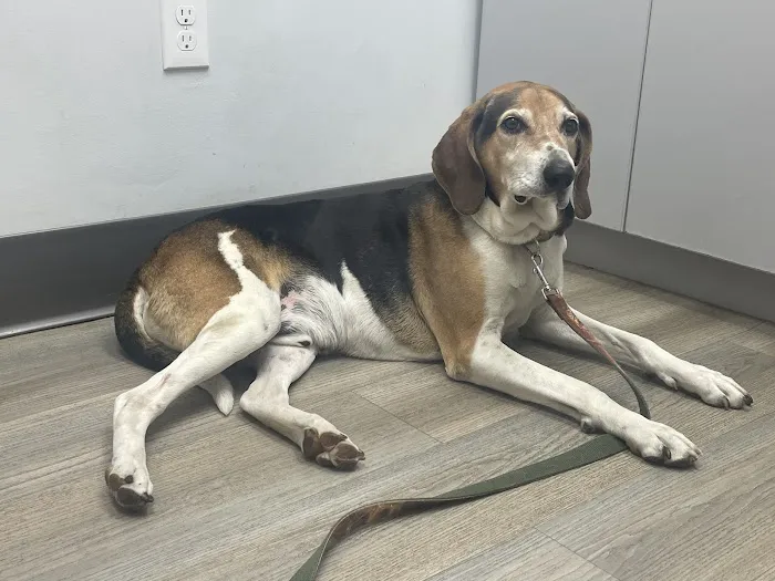 Central Veterinary Hospital Picture 2