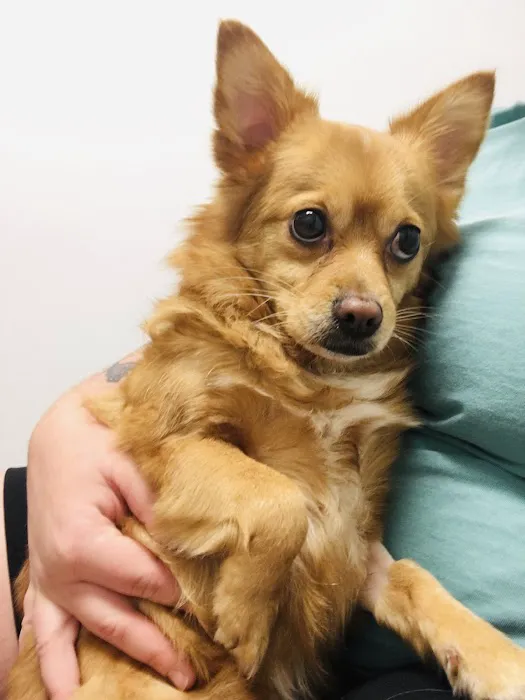 Central Veterinary Hospital Picture 3