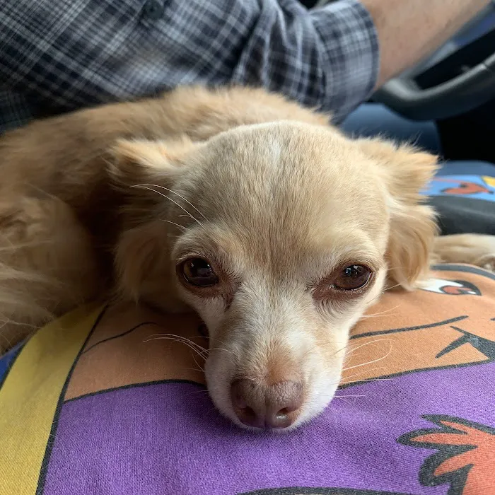 Tickle Small Animal Hospital Picture 5