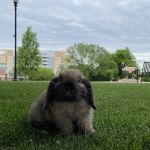 UT Veterinary Medical Center