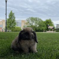 UT Veterinary Medical Center ico