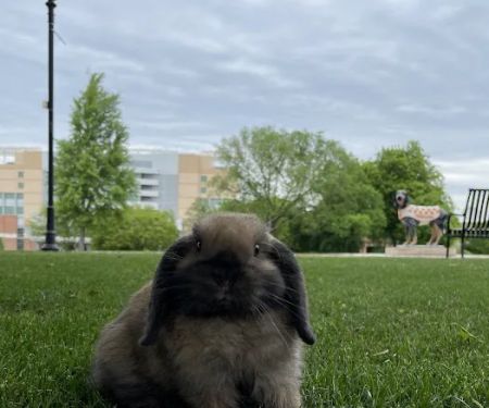 UT Veterinary Medical Center