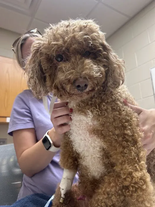 UT Veterinary Medical Center Picture 4