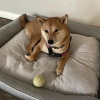 Knoxville Animal Clinic ico