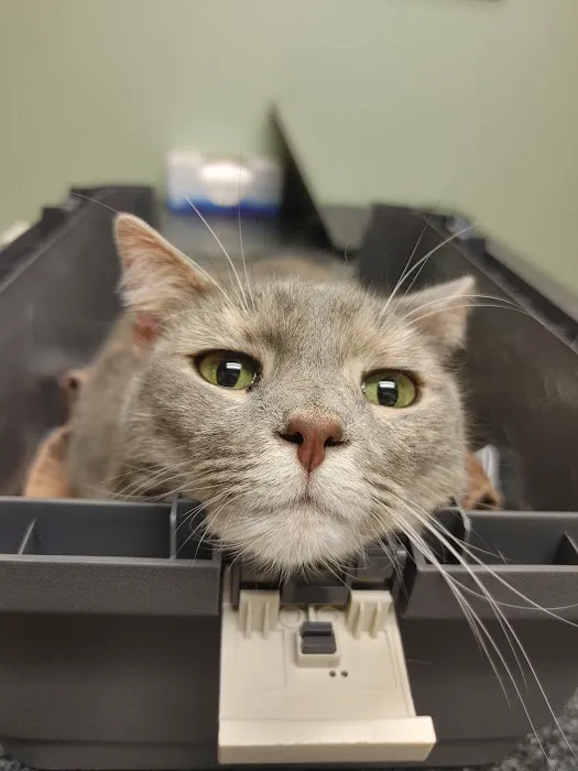 Knoxville Animal Clinic Picture 2