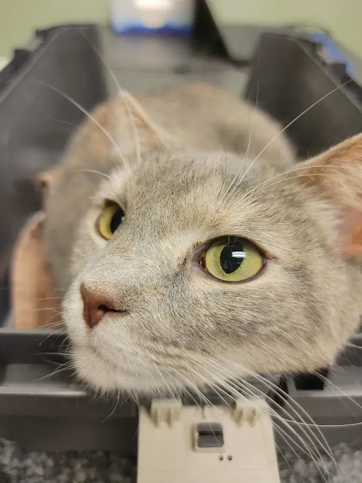 Knoxville Animal Clinic Picture 4