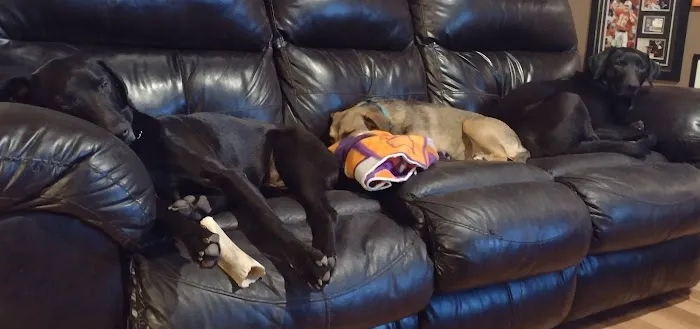 Knoxville Animal Clinic Picture 5