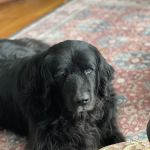 Wise County Animal Hospital