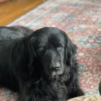 Wise County Animal Hospital ico