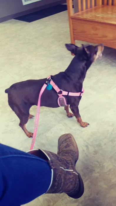 Wise County Animal Hospital Picture 6