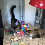 Boyd's Creek Animal Hospital