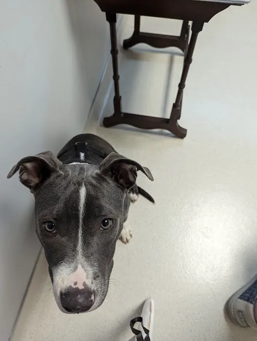 Boyd's Creek Animal Hospital Picture 4