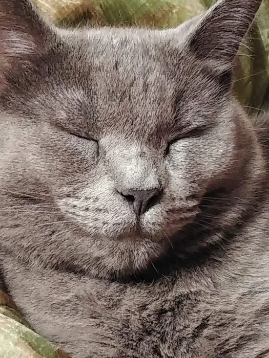 Smoky Mountain Animal Clinic Picture 2