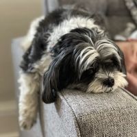 Smoky Mountain Animal Clinic ico