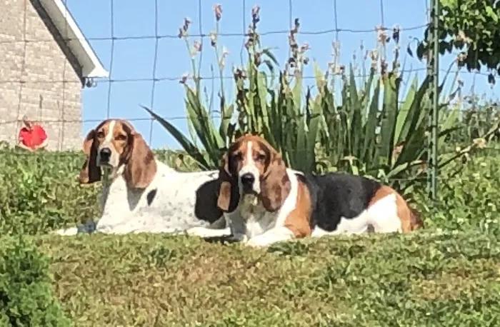 Smoky Mountain Animal Clinic Picture 5