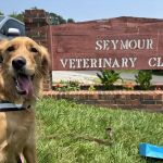 Seymour Veterinary Clinic