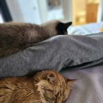 Kindness Counts Spay and Neuter Clinic